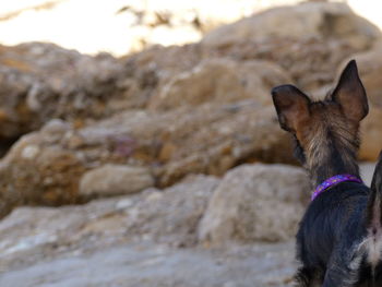 Portrait of dog