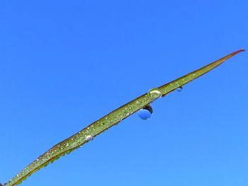 Low angle view of plant against clear blue sky