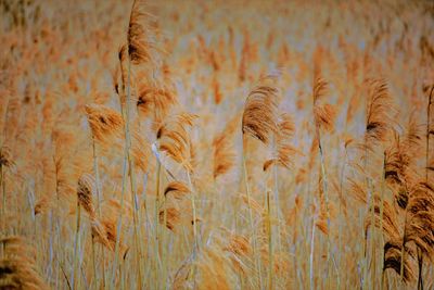 Close-up of stalks in field