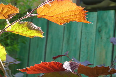 Close-up of autumn leaves