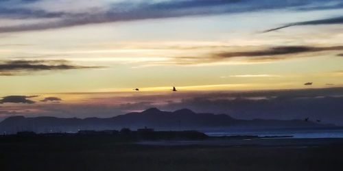 Silhouette birds flying over sea against sky during sunset