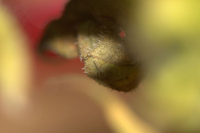 Close-up of plant against blurred background