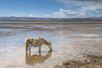 View of elephant on land against sky