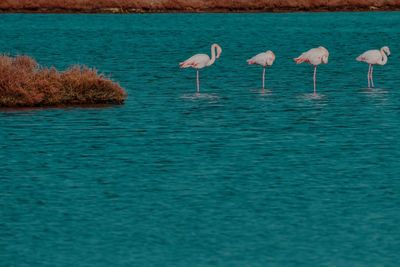 Flock of birds in sea