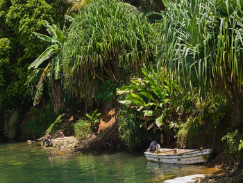 Scenic view of palm trees