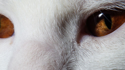 Close-up of cat eye