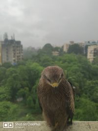 Close-up of bird perching on wall