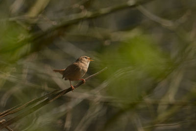 Bird perching on a branch