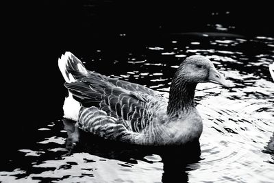 Side view of a duck swimming in lake