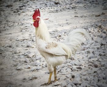 View of a rooster on land
