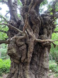 Close-up of tree trunk in forest