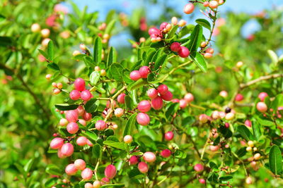 Close-up of red berries growing on tree