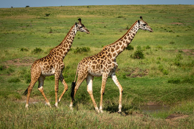 Zebras standing in a field