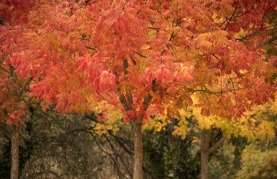 View of maple tree during autumn