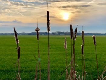 Wooden fence on field against sky