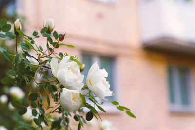 Close-up of white flowers blooming outdoors