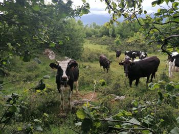 Cows grazing in a field