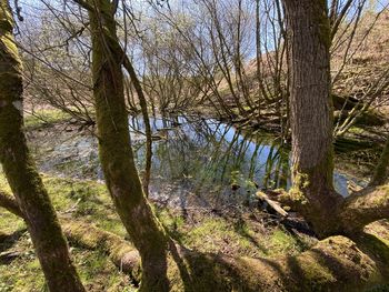 Scenic view of trees in forest against sky
