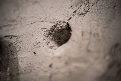 Close-up of lizard on sand