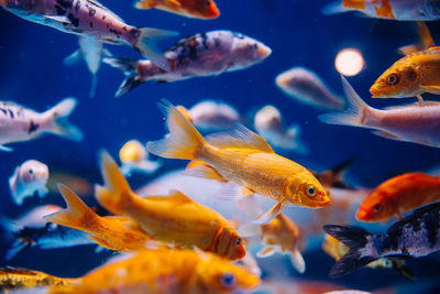 A group of fish 