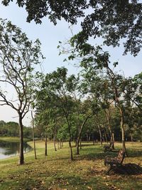 Trees on field against sky