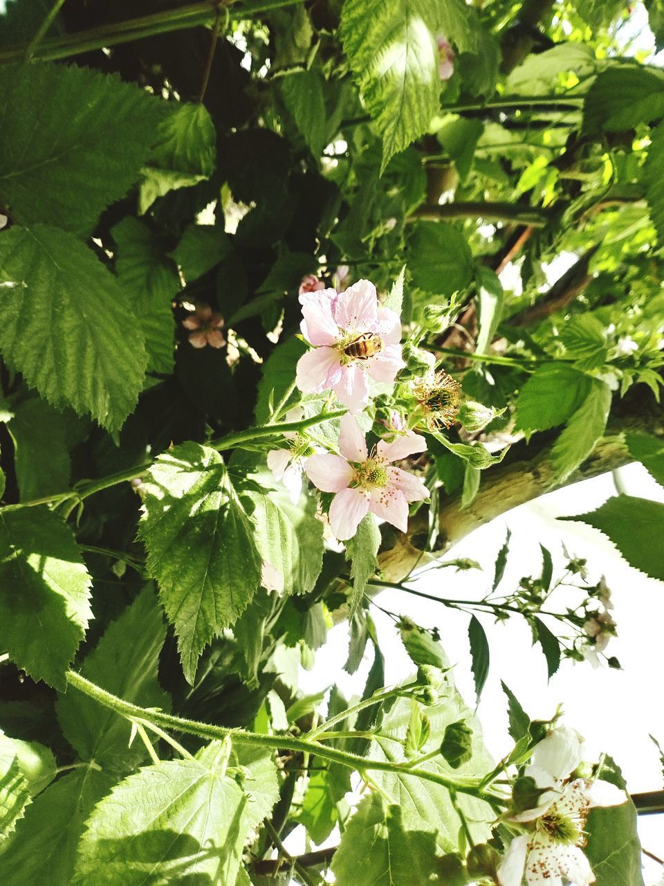 CLOSE-UP OF FLOWERING PLANT AND LEAVES