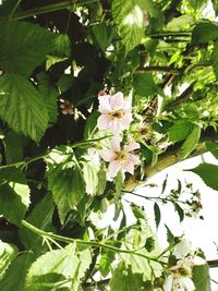 Close-up of flowering plant leaves on tree