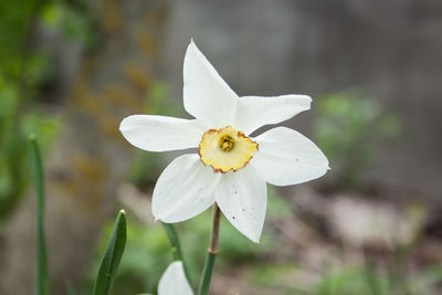 Close-up of white flower