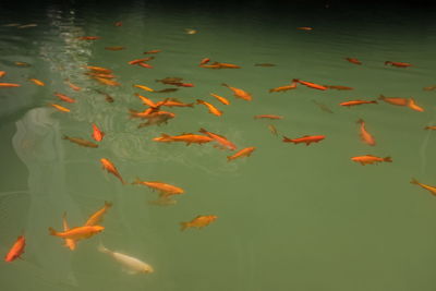 large group of animals
