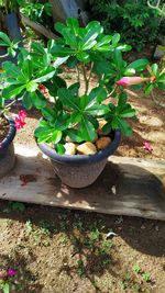 High angle view of potted plants in yard