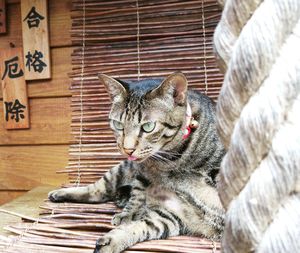 Cat relaxing on table