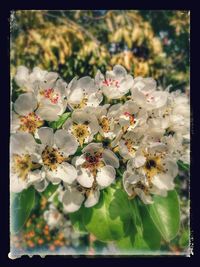 Close-up of flowers