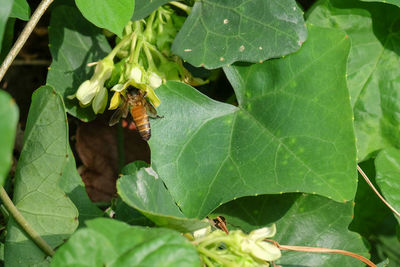 High angle view of insect on leaves