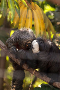 Howler monkeys sitting on branch at zoo