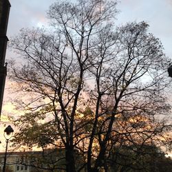 Low angle view of bare trees against sky