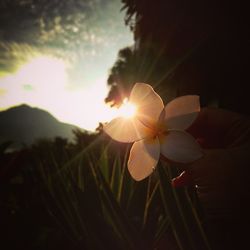 Close-up of flowers against sky at sunset