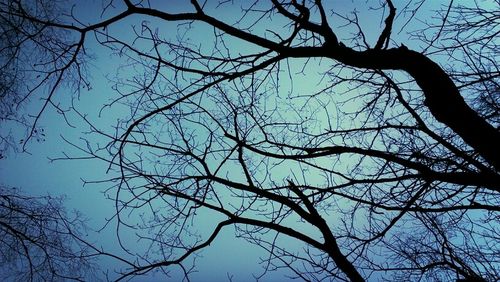 Low angle view of bare trees against sky