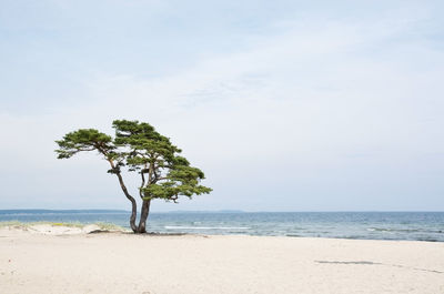 Tree on beach against sky