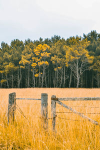 Trees on field against sky