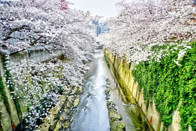 Scenic view of cherry blossom amidst trees