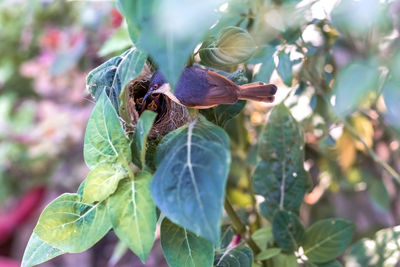 Close-up of insect on plant