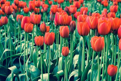 Close-up of tulips blooming in field