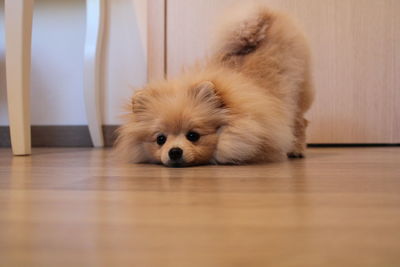 Portrait of dog relaxing on hardwood floor