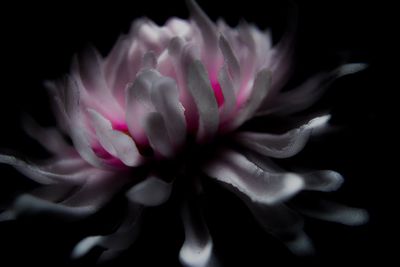 Close-up of pink flower