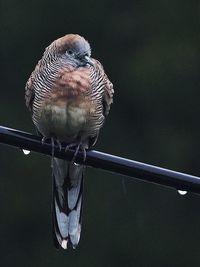 Close-up of bird perching