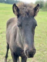 Close-up of a horse on field