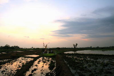 Scenic view of agricultural field against sky during sunset