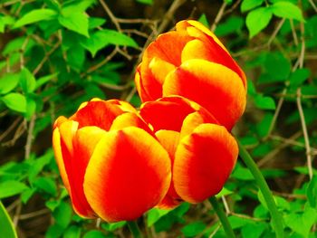 Close-up of red flowers