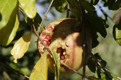 Close-up of insect on plant