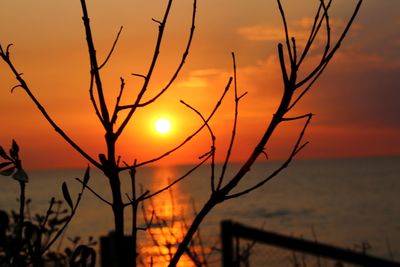 Silhouette plants against sea during sunset